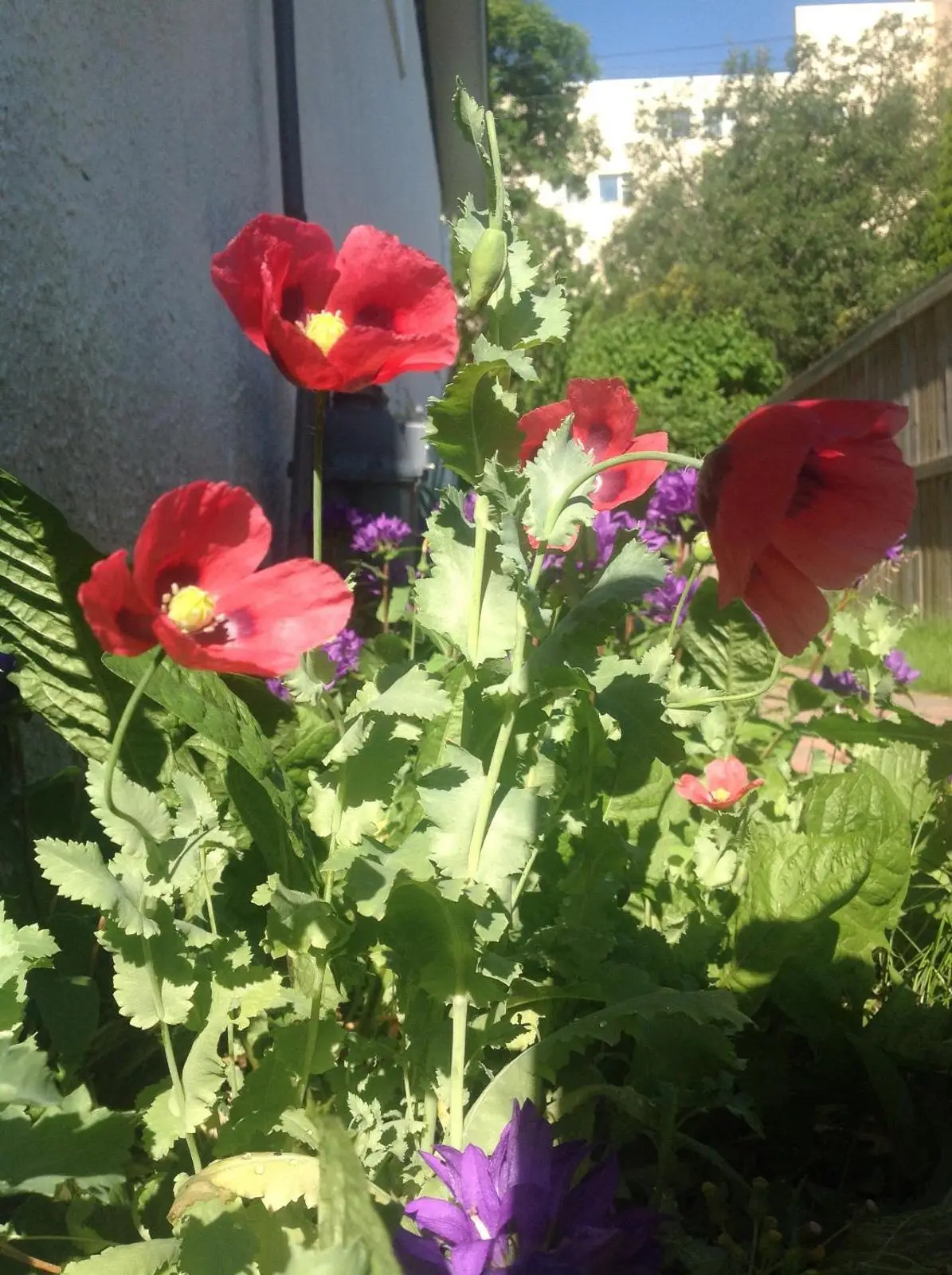 Winnipeg Homestay 6
